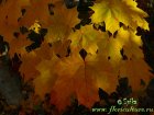Acer_platanoides_yellow_leaves_.jpg