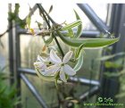 Chlorophytum_comosum_flowers09092016.jpg