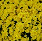 Chrysanthemum191020.jpg