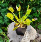 Dionaea_muscipula0921.jpg
