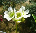 Dionaea_muscipula_flowers.jpg