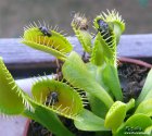 Dionaea_muscipula_insects.jpg