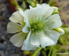 Dionaea_muscipula_tsvetok.jpg