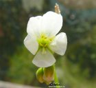 Drosera_capensis_alba_flower.jpg