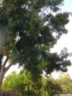 Eucalyptus_pauciflora.jpg