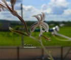 Haworthia_fasciata_Big_Band_flower.jpg