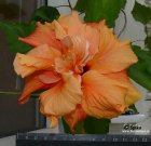 Hibiscus_oranjevuy_Double_Orange.jpg