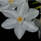 Narcissus_papyraceus.jpg