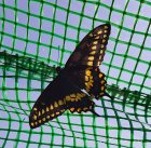   (Papilio polyxenes)