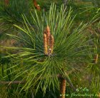 Pinus_sylvestris09052014.jpg
