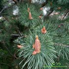 Pinus_sylvestris_myjskie_strobilu052016.jpg