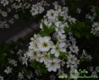 Prunus_spinosa_flowers.jpg