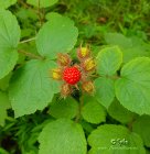 Rubus_phoenicolasius.jpg