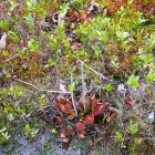 Sarracenia_purpurea05052021.jpg